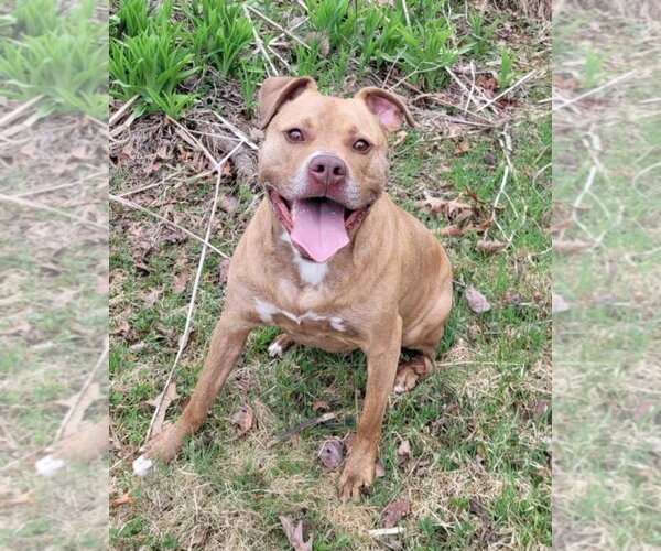 Medium Photo #6 American Staffordshire Terrier-Unknown Mix Puppy For Sale in Spotsylvania, VA, USA