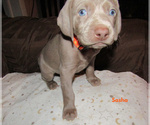 Small Photo #29 Weimaraner Puppy For Sale in LAS ANIMAS, CO, USA