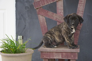 Presa Canario Puppy for sale in FREDERICKSBG, OH, USA