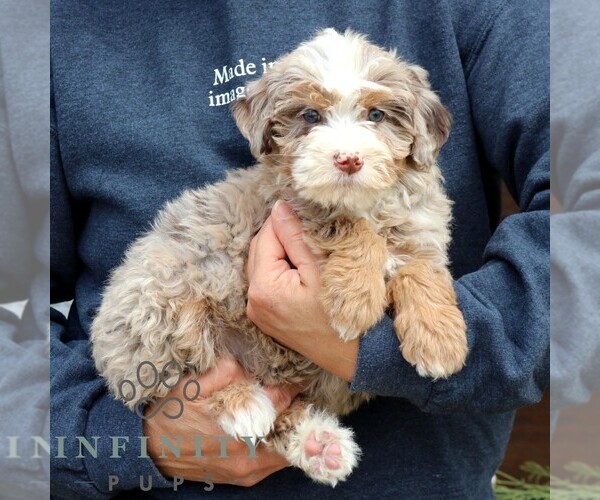 Medium Photo #4 Bernedoodle (Miniature) Puppy For Sale in NARVON, PA, USA