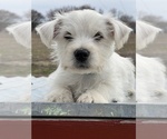 Small #20 West Highland White Terrier