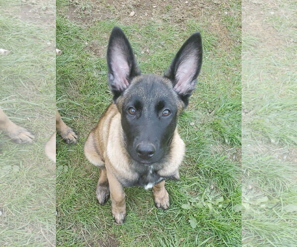 Medium Photo #15 German Shepherd Dog-Unknown Mix Puppy For Sale in Seattle, WA, USA