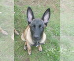 Small #14 German Shepherd Dog Mix