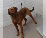 Small Photo #4  Puppy For Sale in , 