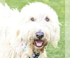 Mutt Dogs for adoption in Lake Forest, CA, USA