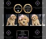 Puppy Dottie F1B Goldendoodle (Miniature)