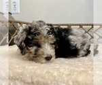 Small #3 Australian Mountain Dog