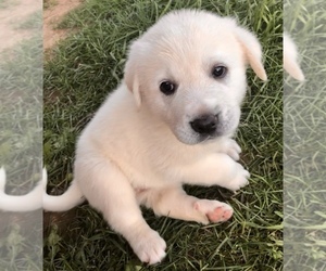 Great Pyrenees Dogs for adoption in DUCHESNE, UT, USA