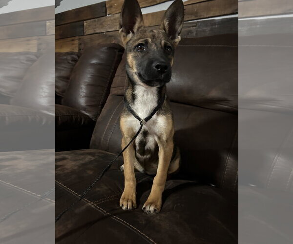 Medium Photo #5 German Shepherd Dog-Unknown Mix Puppy For Sale in Holly Springs, NC, USA
