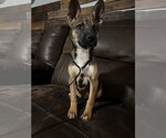 Small #4 German Shepherd Dog Mix
