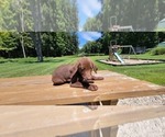 Small Photo #7 Labrador Retriever Puppy For Sale in ALTAMONT, IL, USA