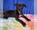 Small #4 American Staffordshire Terrier Mix