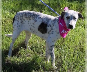 Australian Shepherd-Unknown Mix Dogs for adoption in Bandera, TX, USA