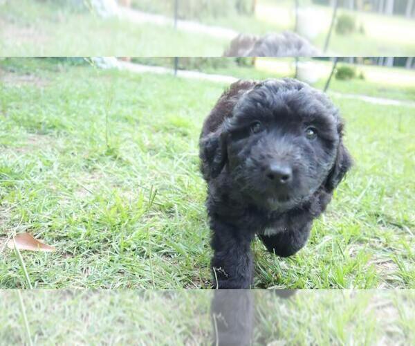 Medium Photo #9 Aussiedoodle Puppy For Sale in CONWAY, SC, USA