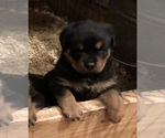 Small Photo #2 Rottweiler Puppy For Sale in VONORE, TN, USA