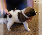 Small Photo #3 Newfoundland-Saint Bernard Mix Puppy For Sale in BERESFORD, SD, USA