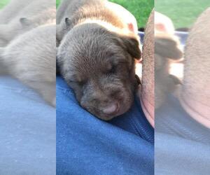 Labrador Retriever Puppy for sale in OSSEO, WI, USA