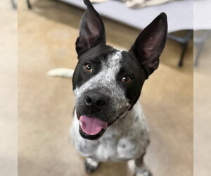 German Shorthaired Pointer-Unknown Mix Dogs for adoption in Canton, CT, USA