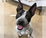 Ferdinand - Male German Shorthaired Pointer-Unknown Mix Dog for Adoption - Small photo