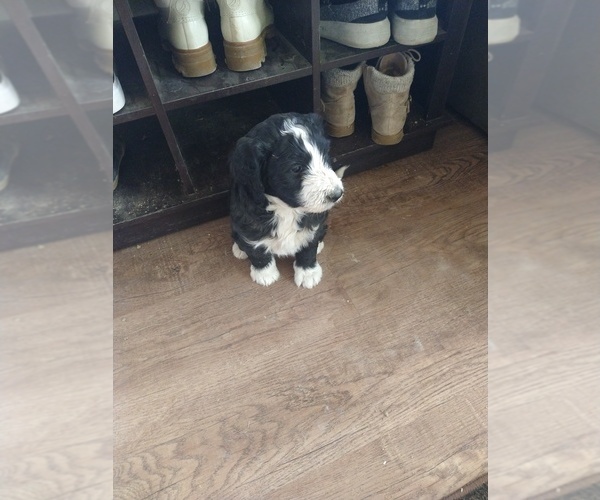 Medium Photo #22 Bernedoodle Puppy For Sale in CALHAN, CO, USA