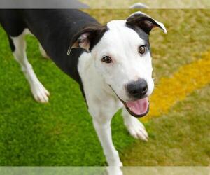 American Staffordshire Terrier-Unknown Mix Dogs for adoption in Tallahassee, FL, USA