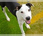 Small American Staffordshire Terrier Mix