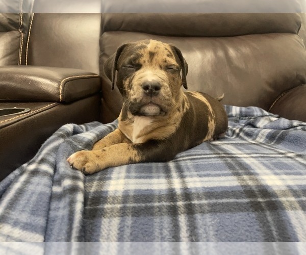 Medium Photo #97 American Bully Puppy For Sale in REESEVILLE, WI, USA