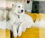 Small #25 Great Pyrenees