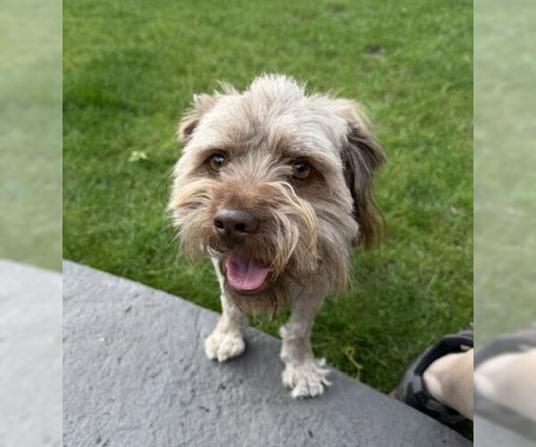 Medium Photo #2 Shih Tzu-Unknown Mix Puppy For Sale in Bellevue, WA, USA