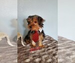Small Photo #10 Yorkshire Terrier Puppy For Sale in SACRAMENTO, CA, USA