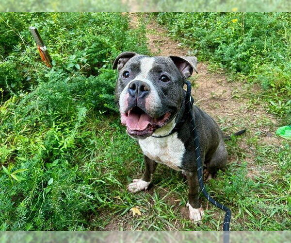 Medium Photo #1 American Pit Bull Terrier Puppy For Sale in Charlotte, NC, USA