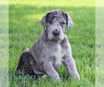 Image preview for Ad Listing. Nickname: Caesar