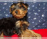 Small Photo #12 Yorkshire Terrier Puppy For Sale in PATERSON, NJ, USA
