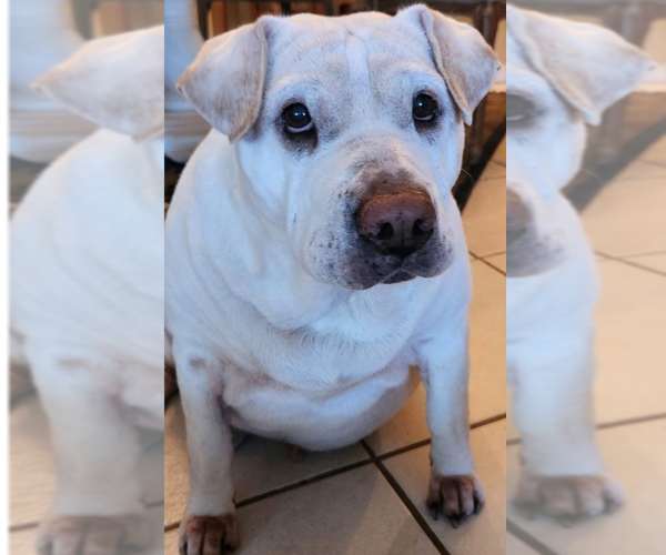 Medium Photo #1 Basset Hound-Unknown Mix Puppy For Sale in St. Augustine, FL, USA