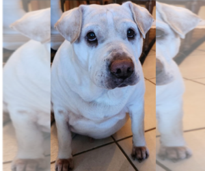 Basset Hound-Unknown Mix Dogs for adoption in St. Augustine, FL, USA