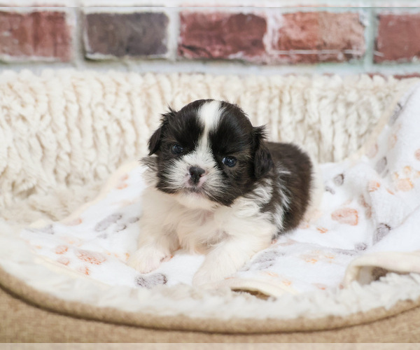 Medium Photo #7 Shih Tzu Puppy For Sale in SYRACUSE, IN, USA