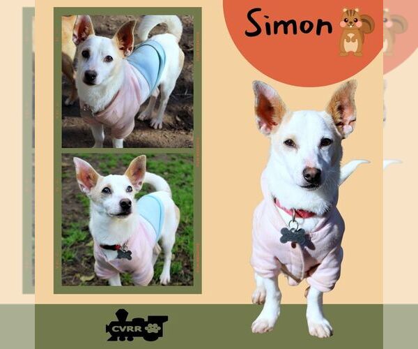 Medium Photo #1 Chihuahua-Unknown Mix Puppy For Sale in Lindsay, CA, USA