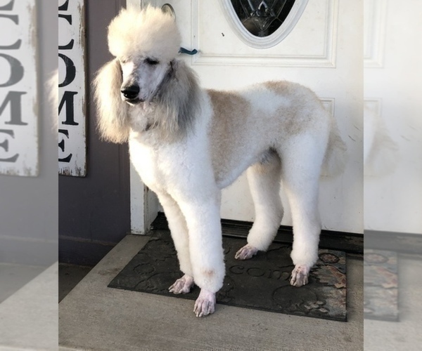 Medium Photo #1 Pyredoodle Puppy For Sale in SHERMAN, TX, USA