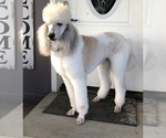 Small Photo #1 Pyredoodle Puppy For Sale in SHERMAN, TX, USA