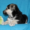 Small Photo #5 German Shepherd Dog Puppy For Sale in PORT DEPOSIT, MD, USA