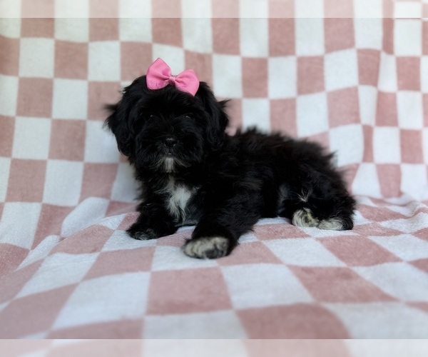Medium Photo #7 Shih-Poo Puppy For Sale in LAKELAND, FL, USA