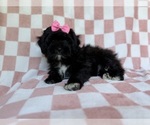 Small #6 Shih-Poo