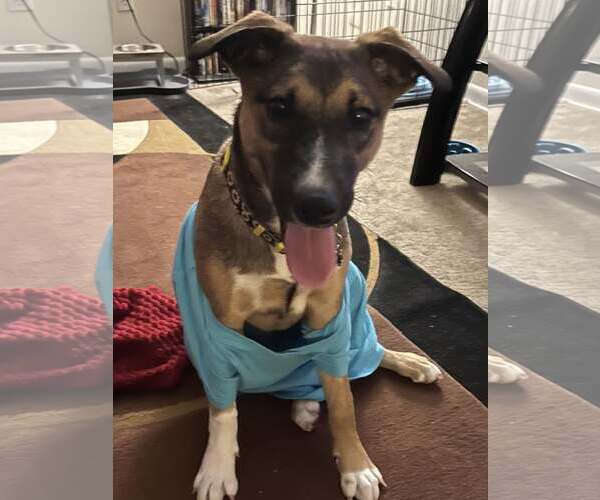 Medium Photo #3 Australian Shepherd-Black Mouth Cur Mix Puppy For Sale in Brooksville, FL, USA