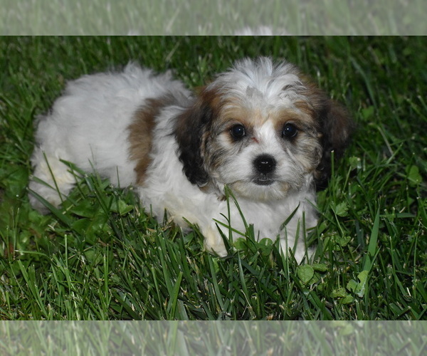 Medium Photo #2 Cavachon Puppy For Sale in ELDORADO, OH, USA