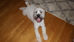 Small Photo #1 Soft Coated Wheaten Terrier Puppy For Sale in THOMASVILLE, NC, USA