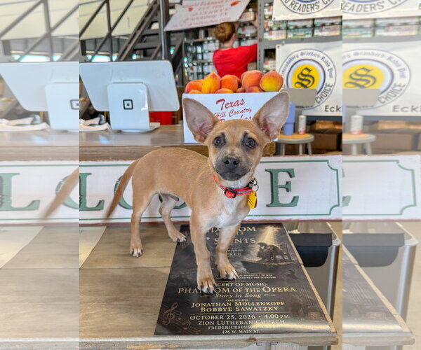 Medium Photo #9 Chihuahua-Unknown Mix Puppy For Sale in PIPE CREEK, TX, USA