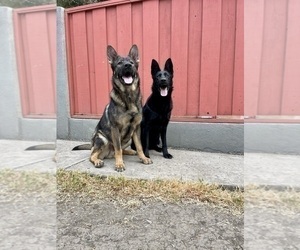 German Shepherd Dog Puppy for sale in HAYWARD, CA, USA
