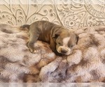 Small Photo #25 Bulldog Puppy For Sale in FAIRFIELD, IA, USA