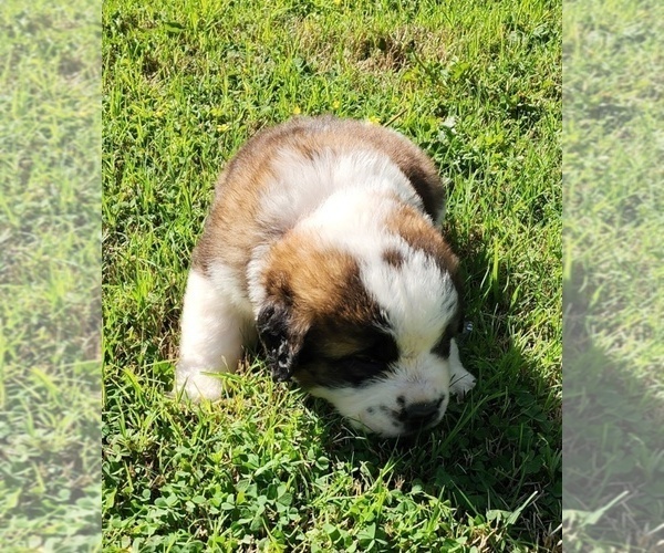 Medium Photo #4 Saint Bernard Puppy For Sale in TURLOCK, CA, USA