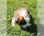 Small #3 Saint Bernard